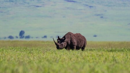 Nashorn in hohem Gras, Tansania