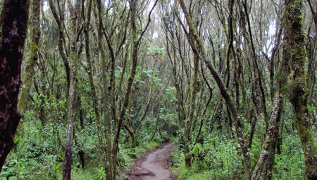 Weg Regenwald Marangu