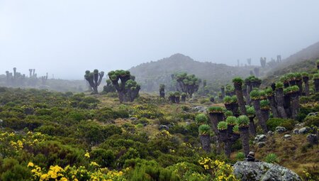 Mt Kilimanjaro Aussicht, Tansania, Afrika