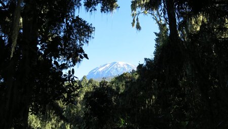 Gipfelblick vom Regenwald
