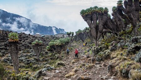 Tansania - Kilimanjaro Machame-Route mit Karanga Camp Gruppenreise inkl. Flug