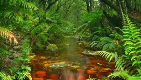Fluss durch den Regenwald auf Garden Route NP in Südafrika