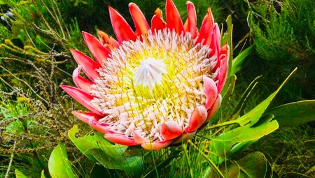 Blühende Protea