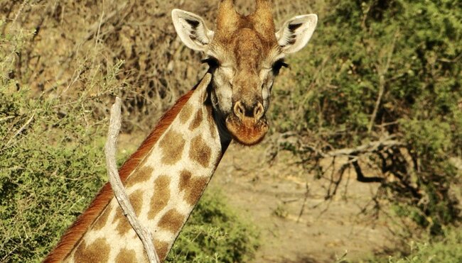 Giraffengesicht vorne