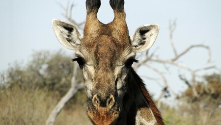 Giraffen