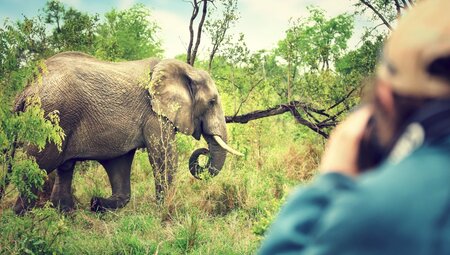 Südafrika  Fotograf trifft Elefanten