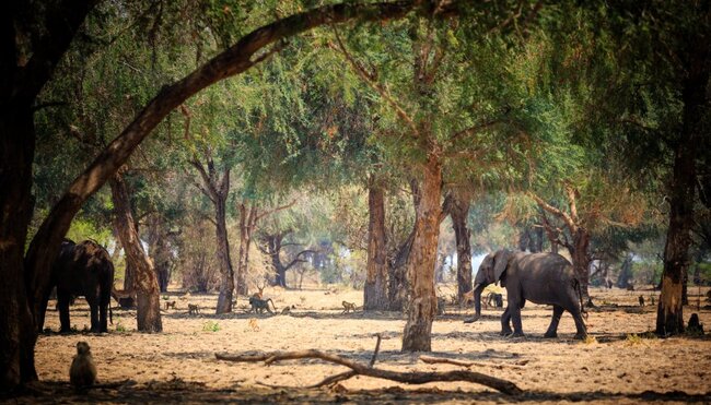 Elefanten im NP Lower Zambezi  Sambia