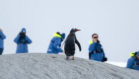 WWF Journey to the Circle and Giants of Antarctica (Ocean Endeavour)