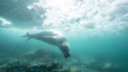WWF Journey to the Circle and Giants of Antarctica (Ocean Endeavour) 