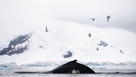 WWF Journey to the Circle and Giants of Antarctica (Ocean Endeavour) 