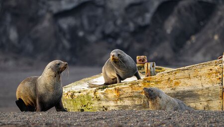 Best of Antarctica in Depth  (Ocean Endeavour)