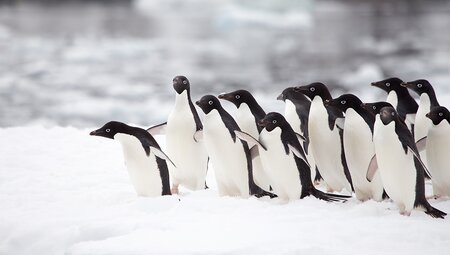 Best of Antarctica in Depth  (Ocean Endeavour)