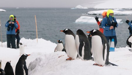 Best of Antarctica (Ocean Endeavour)