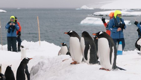 Best of Antarctica: Wildlife Explorer (Ocean Endeavour)