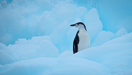 Best of Antarctica: Wildlife Explorer (Ocean Endeavour)