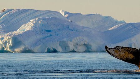 Best of Antarctica: Whale Discovery 