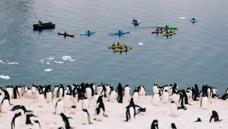 Best of Antarctica: Whale Discovery (Ocean Endeavour) 