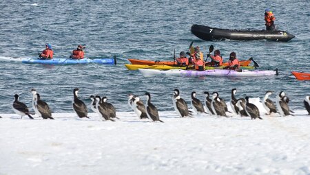 Best of Antarctica: Whale Discovery (Ocean Endeavour) 