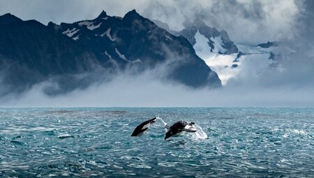 Best of Antarctica: Pristine Wilderness