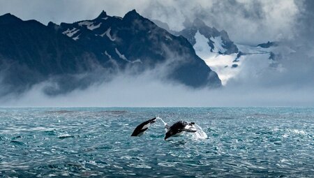 Best of Antarctica: Pristine Wilderness (Ocean Endeavour)