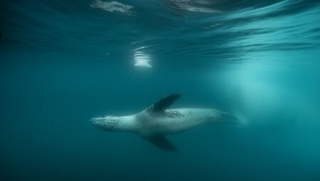 Best of Antarctica: Pristine Wilderness (Ocean Endeavour)