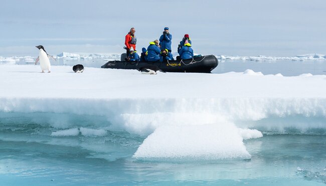 Best of Antarctica: Whale Journey (Ocean Endeavour) 