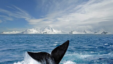 Antarctic Whale Journey (Ocean  Endeavour)
