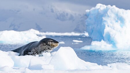 WWF Giants of Antarctica (Ocean Endeavour)