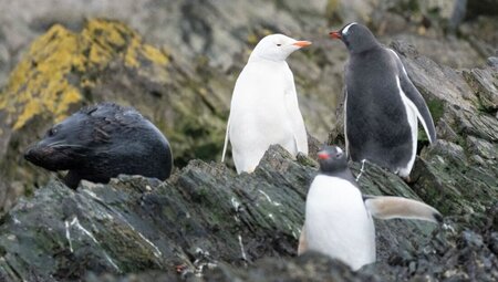 Crossing the Antarctic Circle (Ocean Victory) 