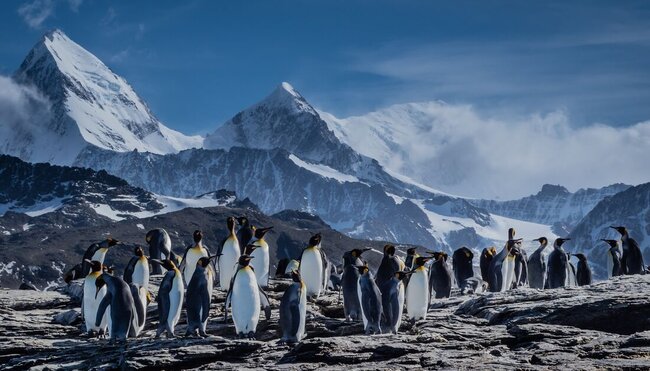 Extended Falklands, South Georgia & Antarctic Circle (Ocean Albatros) 