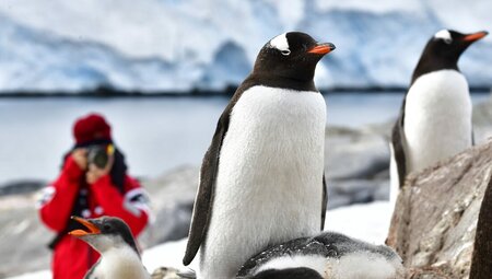 Exploring Antarctica's Spring (Ocean Albatros)