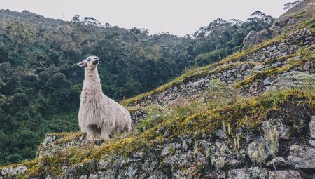 South America Highlights