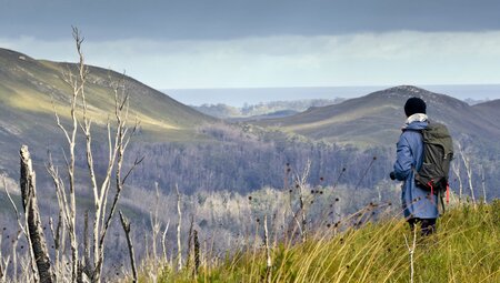 Hike Tasmania's Tarkine Wilderness