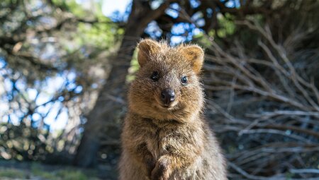 Best of Perth, Margaret River & Rottnest Island