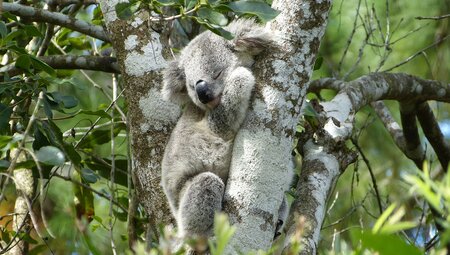 East Coast Australia Adventure