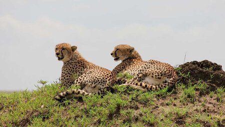 Johannesburg to Kenya