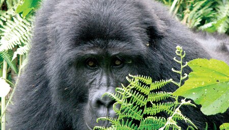 Johannesburg to Gorillas