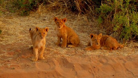 Okavango Experience