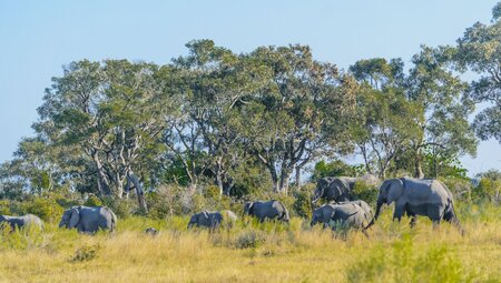 Okavango Experience