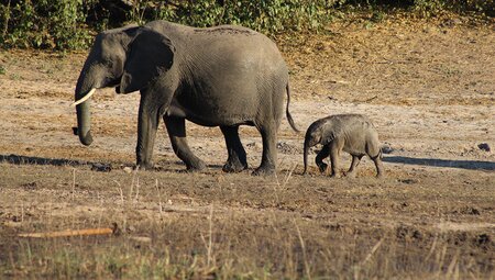 Premium Botswana
