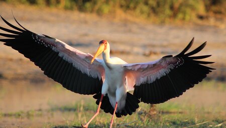 Premium Botswana