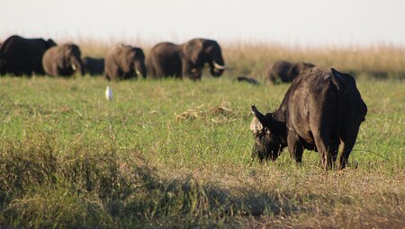 Premium Botswana