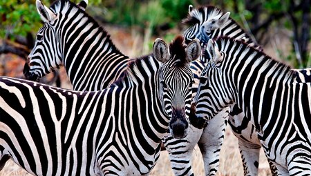 Premium Southern Africa