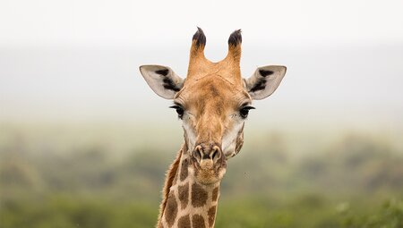 Premium Southern Africa
