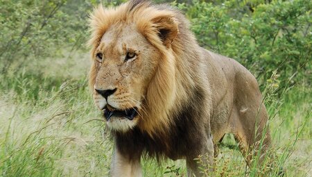 Premium Southern Africa