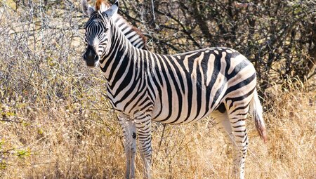 Kruger to Vic Falls