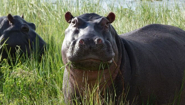 Okavango & Beyond