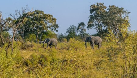 Okavango & Beyond