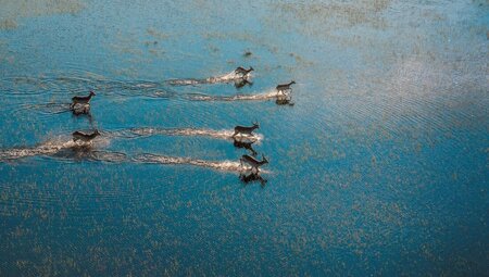 Okavango & Beyond
