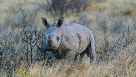 Okavango & Beyond